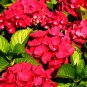 Multiple Color Choice Hydrangea Bonsai Perennial Flower Plant 50 PCS Seeds