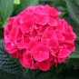 Multiple Color Choice Hydrangea Bonsai Perennial Flower Plant 50 PCS Seeds