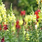 Multi-Color Antirrhinum Majus Common Snapdragon Perennial Flower 200 PCS Seeds