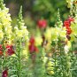 Multi-Color Antirrhinum Majus Common Snapdragon Perennial Flower 200 PCS Seeds