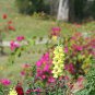 Multi-Color Antirrhinum Majus Common Snapdragon Perennial Flower 200 PCS Seeds