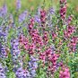 Multi-Color Antirrhinum Majus Common Snapdragon Perennial Flower 200 PCS Seeds