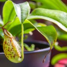 Multifarious Nepenthes Carnivorous Plant 200 PCS Seeds Multifarious Nepenthes Carnivorous Plant 200 PCS Seeds