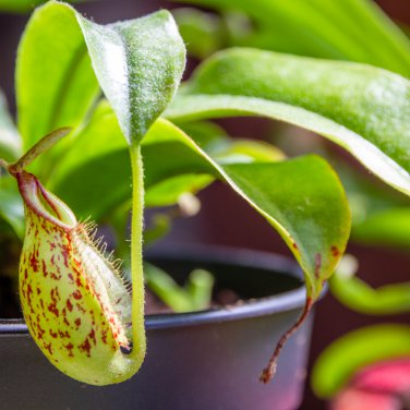 Multifarious Nepenthes Carnivorous Plant 200 PCS Seeds