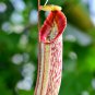 Multifarious Nepenthes Carnivorous Plant 200 PCS Seeds