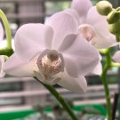 Multi Color Dendrobium Orchids Bonsai Tree 100 PCS Seeds