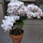 Multi Color Dendrobium Orchids Bonsai Tree 100 PCS Seeds