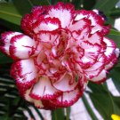 Multicolored Carnation Potted Flowers Balcony Bonsai Plant 100 PCS Seeds Multicolored Carnation Potted Flowers Balcony Bonsai Plant 100 PCS Seeds