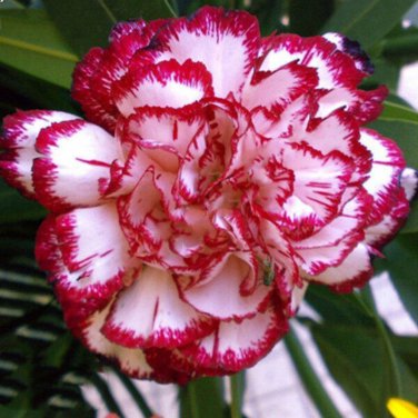 Multicolored Carnation Potted Flowers Balcony Bonsai Plant 100 PCS Seeds