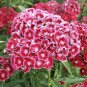 Multicolored Carnation Potted Flowers Balcony Bonsai Plant 100 PCS Seeds
