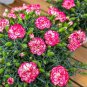 Multicolored Carnation Potted Flowers Balcony Bonsai Plant 100 PCS Seeds