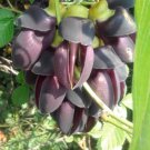 Mucuna Pruriens Black Jade Vine Seeds 5 PCS Seeds Mucuna Pruriens Black Jade Vine Seeds 5 PCS Seeds