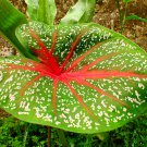 Multicolor Thailand Caladium Perennial Flowers Garden Potted 120 PCS Seeds