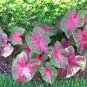 Multicolor Thailand Caladium Perennial Flowers Garden Potted 120 PCS Seeds