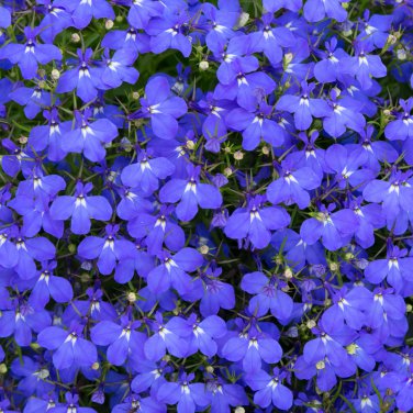 mported Lobelia Flowers Blooming Covering Flore 200 PCS Seeds