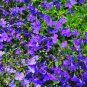 mported Lobelia Flowers Blooming Covering Flore 200 PCS Seeds