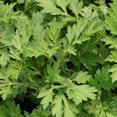 Mosquito Repelling Grass Mozzie Buster Sweetgrass 100 PCS Seeds