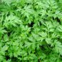 Mosquito Repelling Grass Mozzie Buster Sweetgrass 100 PCS Seeds