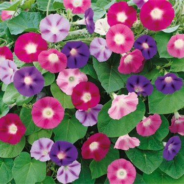 Morning Glory Flower Flores 100 PCS Seeds