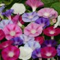 Morning Glory Flower Flores 100 PCS Seeds