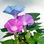 Morning Glory Flower Flores 100 PCS Seeds