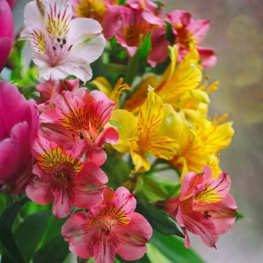 Peruvian lily home garden flowers bonsai potted alstroemeria 120 PCS Seeds