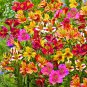 Peruvian lily home garden flowers bonsai potted alstroemeria 120 PCS Seeds