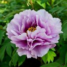 Perennial Peony Flowers Purple Flowers with Light Purple 20 PCS Seeds