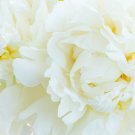Peony Flowers White Damask with Light Blue Centre Double Flowers 20 PCS Seeds Peony Flowers White Damask with Light Blue Centre Double Flowers 20 PCS Seeds