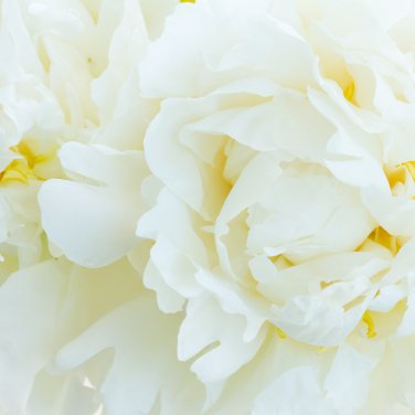 Peony Flowers White Damask with Light Blue Centre Double Flowers 20 PCS Seeds