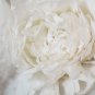 Peony Flowers White Damask with Light Blue Centre Double Flowers 20 PCS Seeds