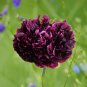 Peony Flowers Double Petals 10 PCS Seeds
