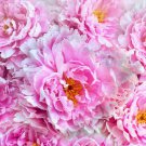 Peony Flower Garden and Potted Plants Paeonia Suffruticosa Tree 10 PCS Seeds Peony Flower Garden and Potted Plants Paeonia Suffruticosa Tree 10 PCS Seeds