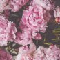 Peony Flower Garden and Potted Plants Paeonia Suffruticosa Tree 10 PCS Seeds