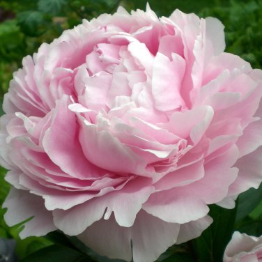 Peony Flower Bonsai 10 PCS Seeds