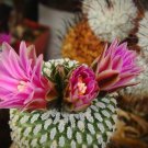 Pelecyphora Pseudopectinata 10 PCS Seeds