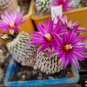 Pelecyphora Pseudopectinata 10 PCS Seeds