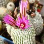 Pelecyphora Pseudopectinata 10 PCS Seeds