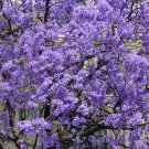 Paulownia Chinese Royal Paulownia Fast Growing Princess Tree Kiri 1000 PCS Seeds