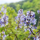 Paulownia elongata New Forest Tree Bonsai 200 PCS Seeds Paulownia elongata New Forest Tree Bonsai 200 PCS Seeds