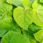 Paulownia elongata New Forest Tree Bonsai 200 PCS Seeds