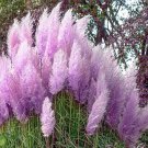 Pampas Grass Bright Purple Colors 100 PCS Seeds