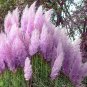 Pampas Grass Bright Purple Colors 100 PCS Seeds
