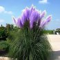 Pampas Grass Bright Purple Colors 100 PCS Seeds