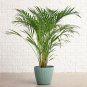 Palm DIY Plant for Home Garden Decoration Bonsai Plants 40 PCS Seeds