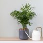 Palm DIY Plant for Home Garden Decoration Bonsai Plants 40 PCS Seeds