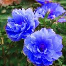 Paeonia Lactiflora Sky Blue Double Flowers 10 PCS Seeds Paeonia Lactiflora Sky Blue Double Flowers 10 PCS Seeds