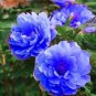 Paeonia Lactiflora Sky Blue Double Flowers 10 PCS Seeds
