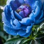Paeonia Lactiflora Sky Blue Double Flowers 10 PCS Seeds