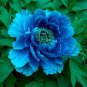 Paeonia Lactiflora Sky Blue Double Flowers 10 PCS Seeds